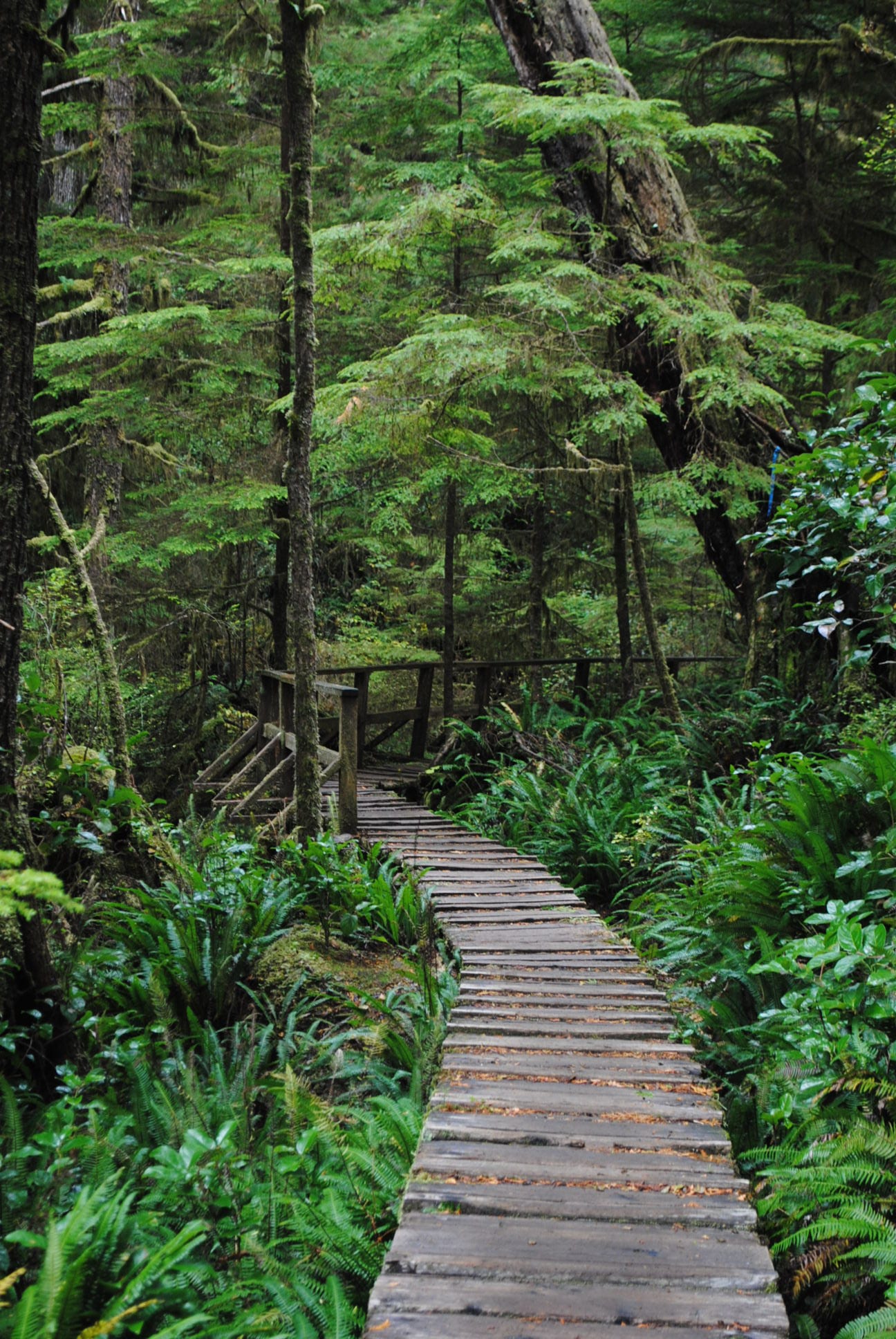 Friends of Hunter Park & Lower Mainland Green Team in Lynn Valley ...